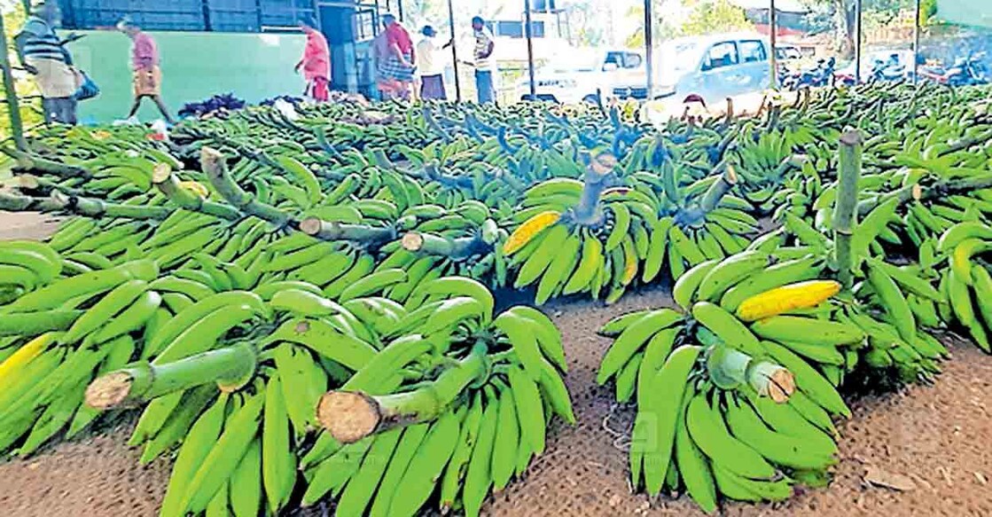 https://img-mm.manoramaonline.com/content/dam/mm/mo/district-news/pathanamthitta/images/2026/1/16/pathanamthitta-banana-bunches.jpg?h=583&w=1120