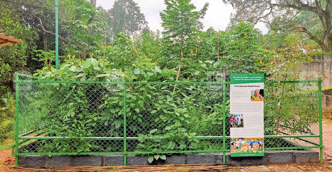 trivandrum-forest