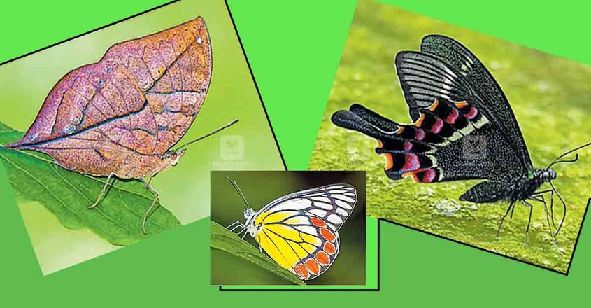 ദേശീയ ചിത്രശലഭത്തെ തിരഞ്ഞെടുക്കാനുള്ള ഓൺലൈൻ വോട്ടെടുപ്പിൽ മുന്നിലെത്തിയ വിലാസിനി,ഓക്കില ശലഭം, കൃഷ്ണമയൂരി ദേശീയ ചിത്രശലഭത്തെ തിരഞ്ഞെടുക്കാനുള്ള ഓൺലൈൻ വോട്ടെടുപ്പിൽ മുന്നിലെത്തിയ വിലാസിനി,ഓക്കില ശലഭം, കൃഷ്ണമയൂരി