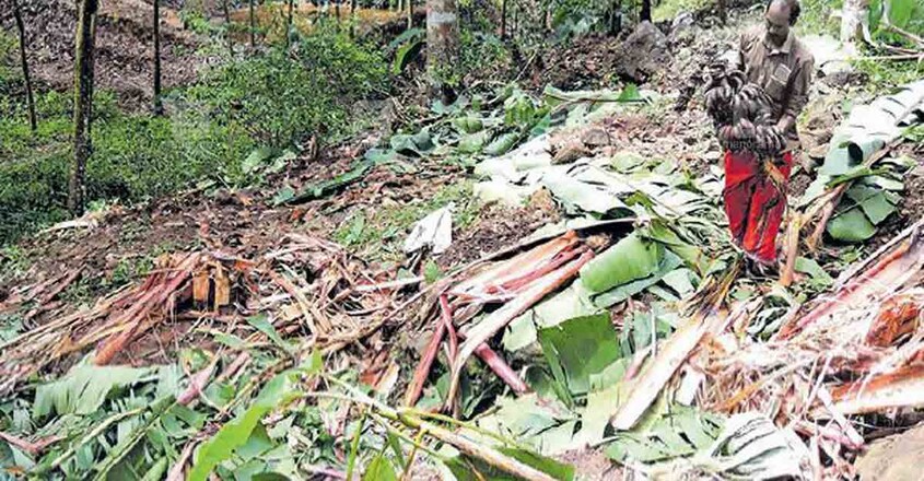കാട്ടാനക്കൂട്ടം ചവിട്ടി മെതിച്ച വാഴകളിൽ നിന്ന് ടി.കെ.മണി ശേഷിച്ച കുല എടുക്കുന്നു. കാട്ടാനക്കൂട്ടം ചവിട്ടി മെതിച്ച വാഴകളിൽ നിന്ന് ടി.കെ.മണി ശേഷിച്ച കുല എടുക്കുന്നു.