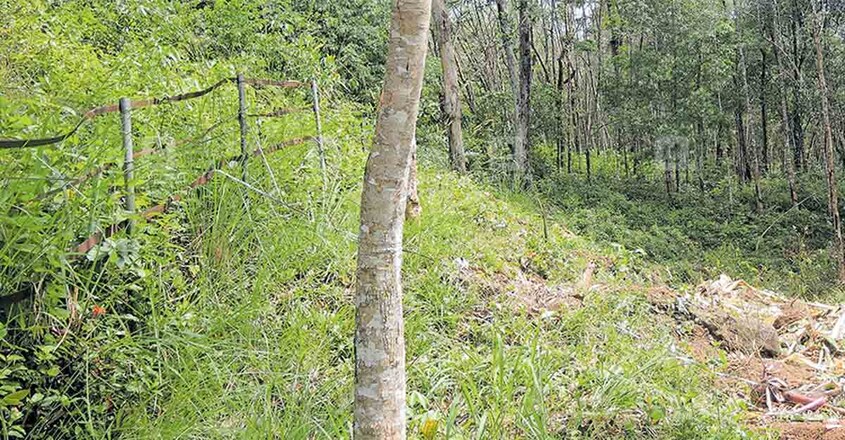 വന്യജീവികളുടെ ആക്രമണം ഉണ്ടാകാതിരിക്കുന്നതിനായി ടി.കെ.മണി കൃഷി ചെയ്ത പുരയിടത്തിന്റെ വശങ്ങളിൽ ഒരുക്കിയിരിക്കുന്ന അറക്കവാൾ വേലി. വന്യജീവികളുടെ ആക്രമണം ഉണ്ടാകാതിരിക്കുന്നതിനായി ടി.കെ.മണി കൃഷി ചെയ്ത പുരയിടത്തിന്റെ വശങ്ങളിൽ ഒരുക്കിയിരിക്കുന്ന അറക്കവാൾ വേലി.
