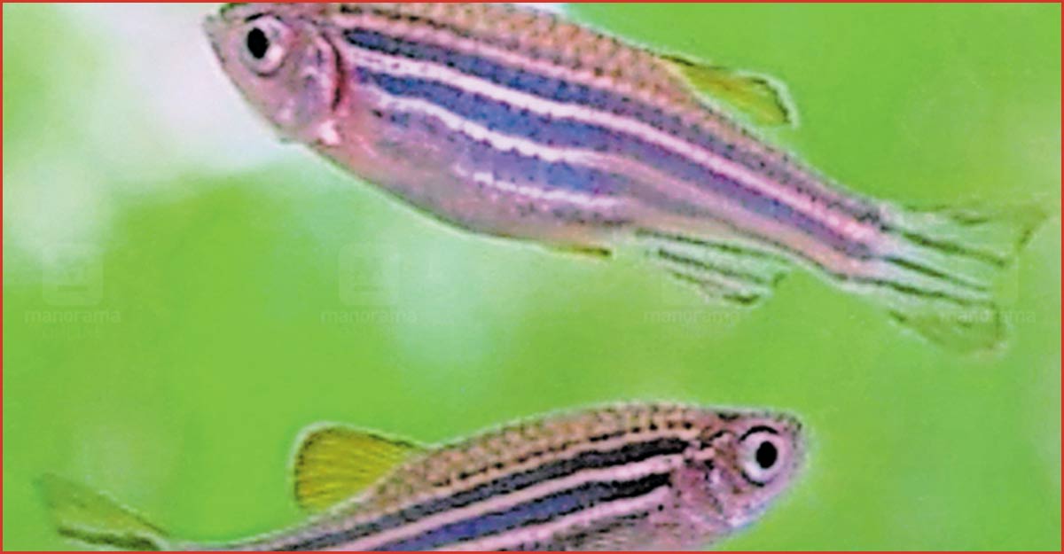 Shellavathi Fish രോഗങ്ങളെ കുറിച്ചുള്ള ഗവേഷണങ്ങൾക്കായി സീബ്രാ ഫിഷ് റിസർച് ഫെസിലിറ്റി