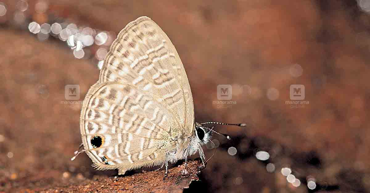 Thanthirimalaya Insect പശ്ചിമഘട്ടത്തിൽ പുതിയ ചിത്രശലഭത്തെ കണ്ടെത്തി