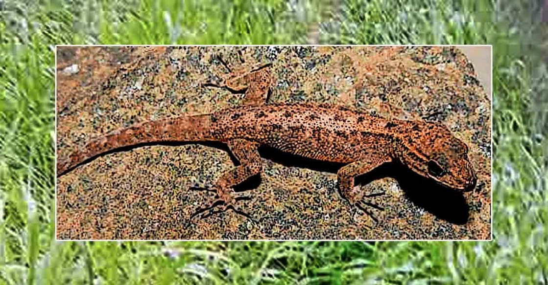 kannur-kottiyoor-wildlife-sanctuary-of-lizard