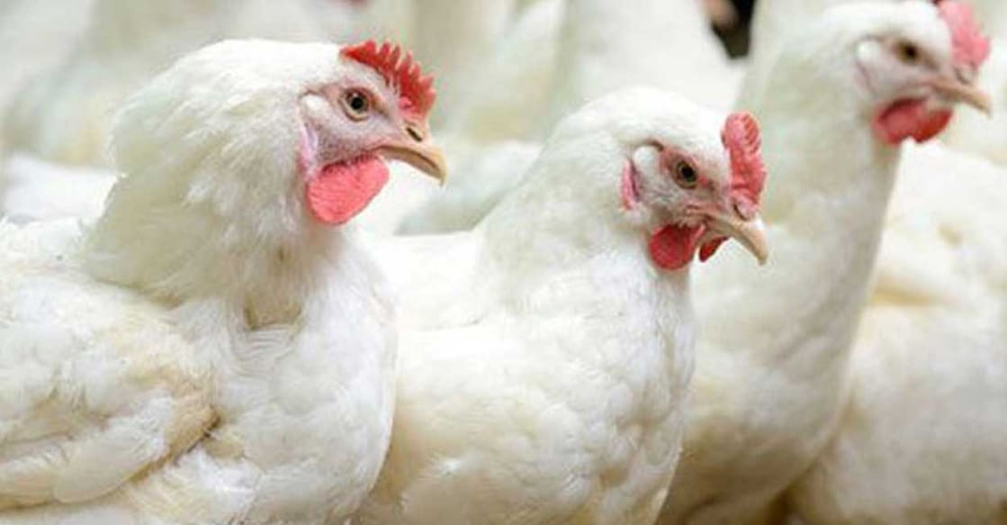 local-chicken local-chicken