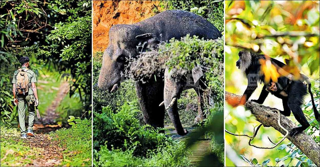 thr-trekking-karaamthode-vazhachal thr-trekking-karaamthode-vazhachal