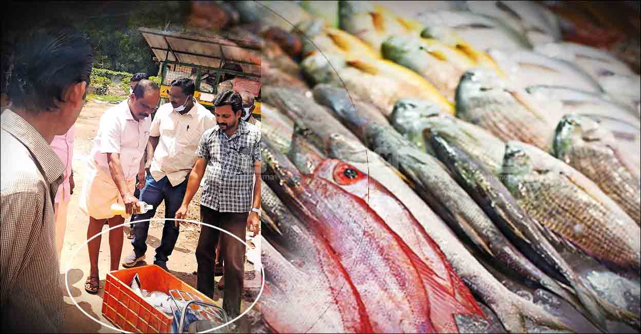 കടയ്ക്കൽ ചന്തയിൽ നിന്ന് മത്സ്യം വാങ്ങിയവർ വെട്ടിലായി; കറിവയ്ക്കാ
