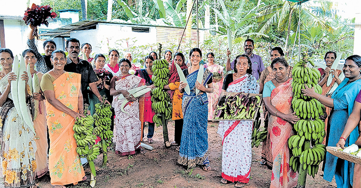 തരിശിടങ്ങൾ കൃഷിയിടങ്ങളായി , ജൈവപച്ചക്കറി സമൃദ്ധിയിൽ കീഴാവൂർ, തിരുവെള്ളൂ