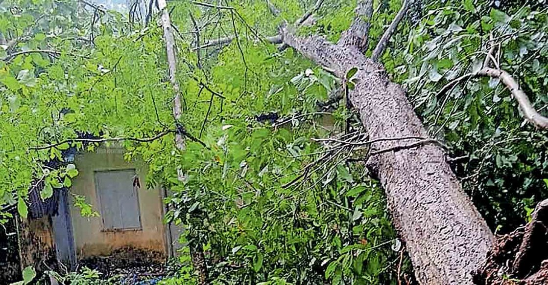 ശക്തമായ മഴയിലും കാറ്റിലും വിളവൂർക്കൽ പഞ്ചായത്തിലെ മലയം കുഴിവിളയിൽ ജയകുമാറിന്റെ (40) വീടിനു മുകളിലൂടെ സമീപത്തെ കൂറ്റൻ പുളി മരവും തേക്കും വീണപ്പോൾ.