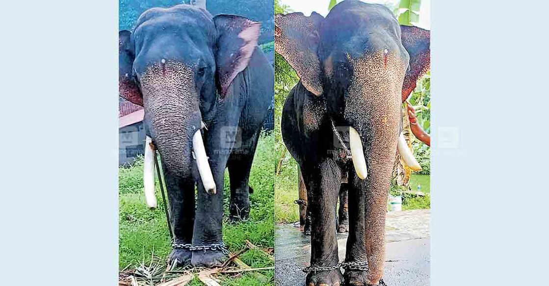 മലയിൻകീഴ് ശ്രീകൃഷ്ണസ്വാമി ക്ഷേത്രത്തിലെ ആന ശ്രീവല്ലഭന്റെ കൊമ്പുകൾ മുറിക്കുന്നതിനു മുൻപും ശേഷവും