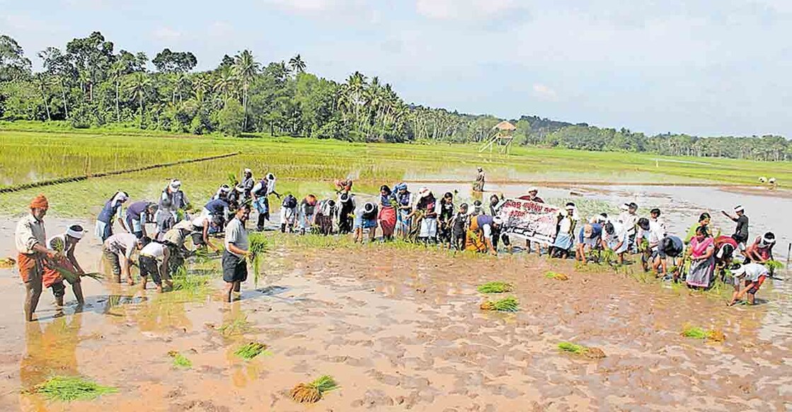 തോന്നയ്ക്കൽ ഗവ.ഹയർസെക്കൻഡറി സ്കൂൾ പിരപ്പമൺകാട് ഏലായിൽ പാട്ടത്തിനെടുത്ത 30 സെന്റ് കൃഷിഭൂമിയിൽ കുട്ടികൾ ഞാറുനടുന്നു  
