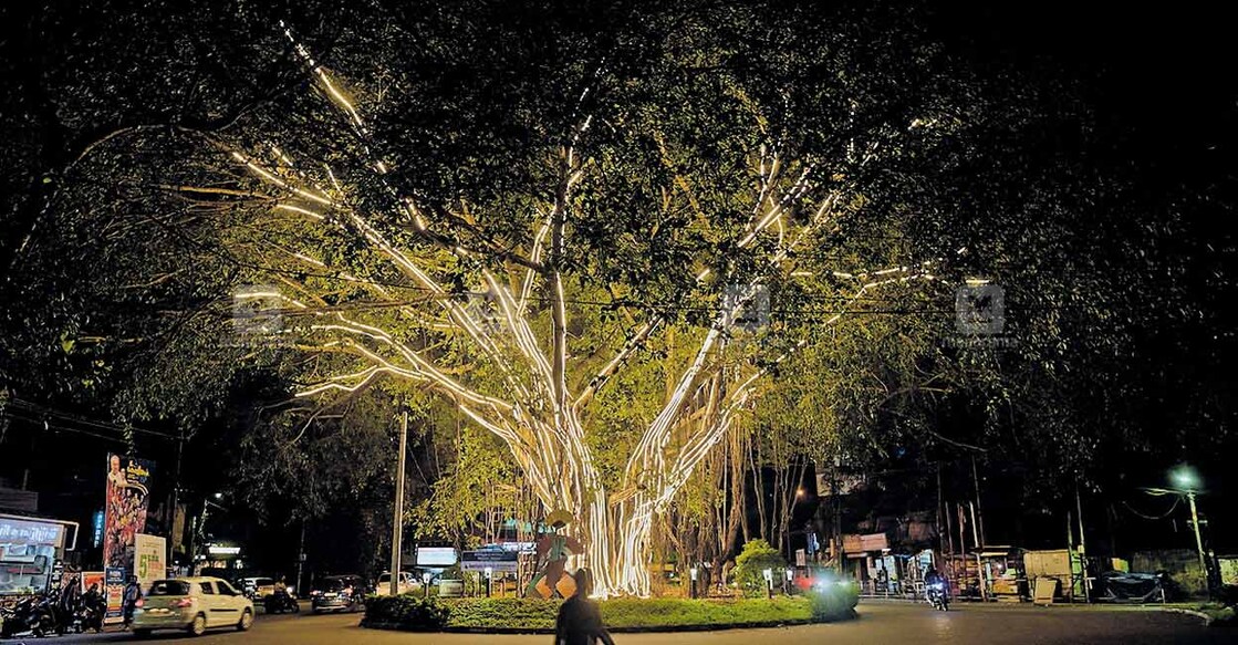 ശാസ്തമംഗലം ജംഗ്ഷനിൽ വൈദ്യുത  ദീപാലങ്കാരം നടത്തിയ മരം  