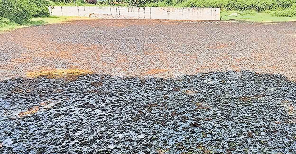 thiruvananthapuram-vennichira-pond നീന്തൽ കുളം നിർമാണം നിലച്ചതോടെ പായൽ, കാട് വളർന്ന് ഉപയോഗ ശൂന്യമായ വെന്നിച്ചിറ കുളം.