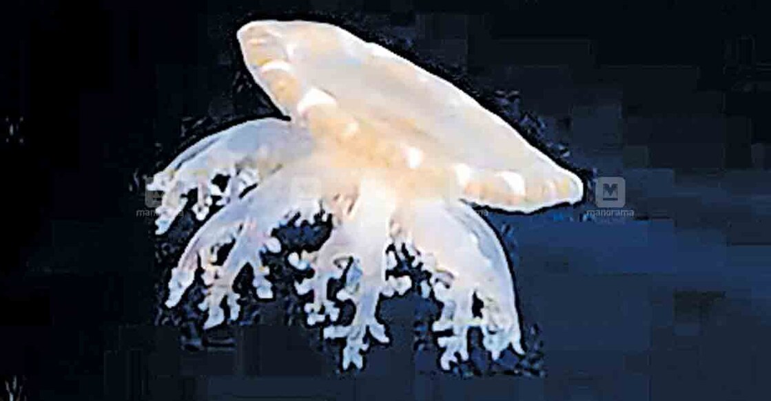 thiruvananthapuram-jelly-fish വിഴിഞ്ഞം മറൈൻ അക്വേറിയത്തിൽ എത്തിയ തലകീഴായി നീന്തുന്ന ജെല്ലി മത്സ്യം.