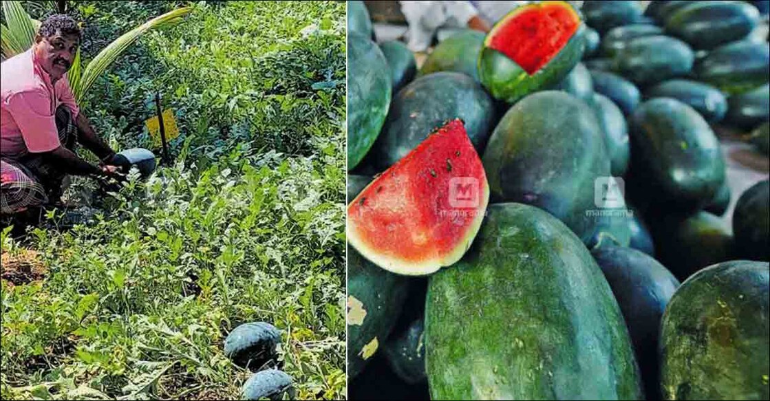 watermelon-farming