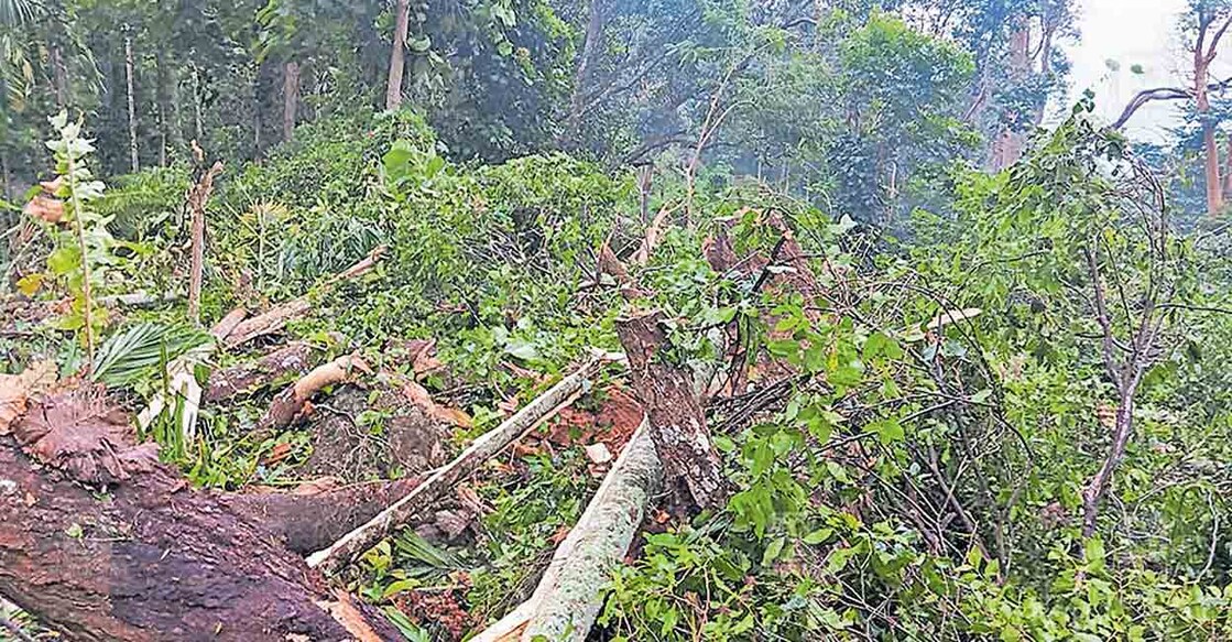 thiruvananthapuram-landslide അമ്പൂരി പഞ്ചായത്തിലെ തൊടുമല വാർഡിൽ ഉൾപ്പെട്ട കൈപ്പൻപ്ലാവിള നഗറിലെ ചാവടപ്പിൽ മലയിടിഞ്ഞ് കൃഷി നശിച്ച നിലയിൽ.