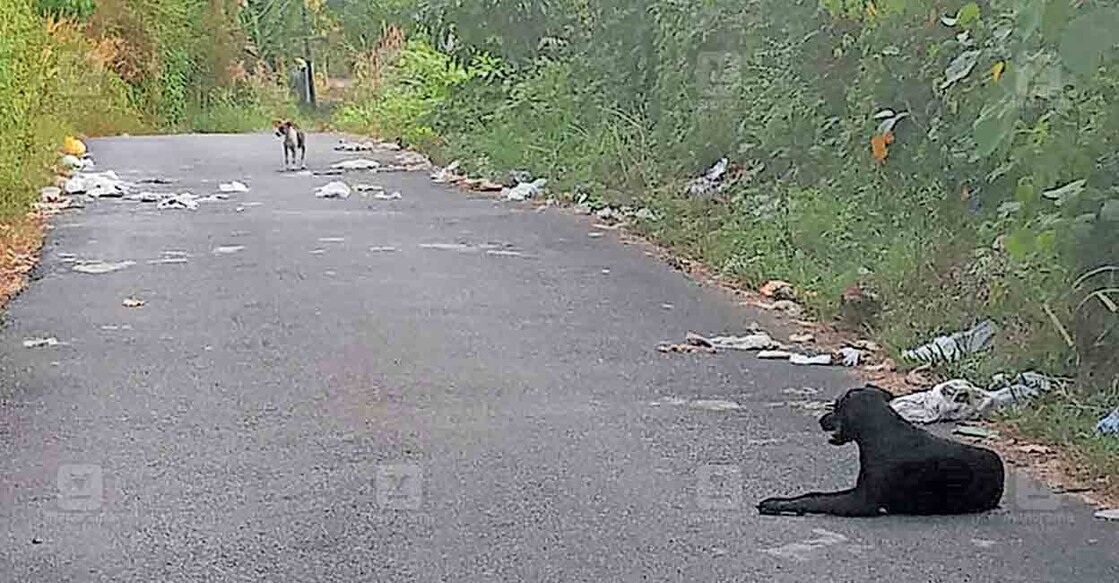 വിളപ്പിൽ പഞ്ചായത്തിലെ നൂലിയോട് വാർഡിൽ കാവിൻപുറം – നൂലിയോട് റോഡിൽ തമ്പടിച്ചിരിക്കുന്ന തെരുവുനായ്ക്കൾ. റോഡിൽ സാമൂഹികവിരുദ്ധർ വലിച്ചെറിഞ്ഞ മാലിന്യവും കാണാം.  