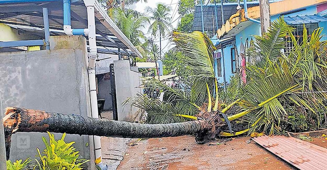 വെട്ടൂർ ഫിഷർമാൻ കോളനിയിൽ വീശിയടിച്ച കാറ്റിൽ ഒടിഞ്ഞു വീണ തെങ്ങ്  
