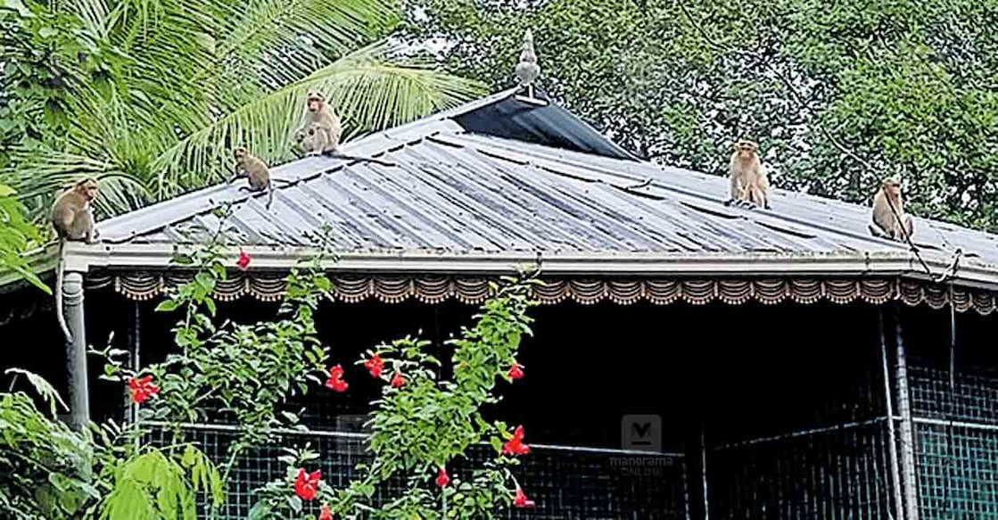 ജവാഹർ കോളനിയിലെ ഒരു വീടിനു മുകളിൽ ഇരിക്കുന്ന കുരങ്ങൻമാർ  

