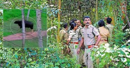 ‘ബാഹുബലി പോത്തി’നെ കണ്ട് അമ്പരന്ന് ജനം; ടെക്നോസിറ്റിയിൽ എങ്ങനെ എത്തി? 