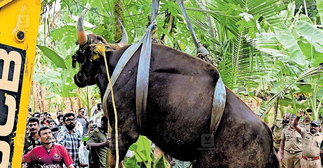 തിരുവനന്തപുരം മംഗലപുരത്ത് ടെക്നോസിറ്റിക്കും ഡിജിറ്റൽ സർവകലാശാലയ്ക്കും സമീപം ജനവാസമേഖലയിലെത്തി ഭീതി പരത്തിയ കാട്ടുപോത്തിനെ മയക്കുവെടി വച്ച ശേഷം ലോറിയിൽ കയറ്റാനായി മണ്ണുമാന്തി യന്ത്രം കൊണ്ടു വലിച്ചു നീക്കുന്നു.
ചിത്രം: ശ്രീലക്ഷ്മി ശിവദാസ്/ മനോരമ   