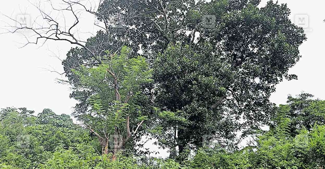 പി. ലാലയുടെ ലയത്തിനു സമീപത്തെ വലിയ പ്ലാവ്. ഇതിലെ ചക്ക തിന്നാനാണ് പലപ്പോഴും കരടികൾ എത്തുന്നത്.  ചിത്രം: റിങ്കുരാജ് മട്ടാഞ്ചേരിയിൽ / മനോരമ