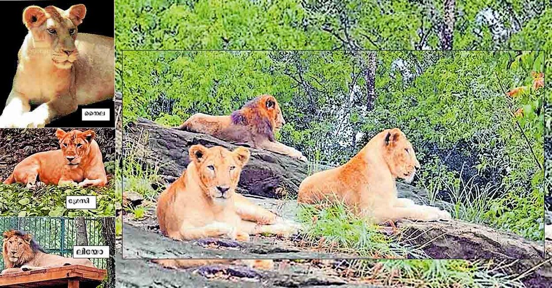 only-three-lions-in-thiruvananthapuram-zoological-park