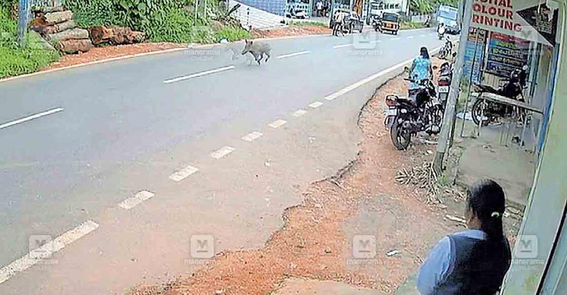 വെള്ളറട ജംക്‌ഷനിലൂടെ ഓടുന്ന കാട്ടുപന്നി  