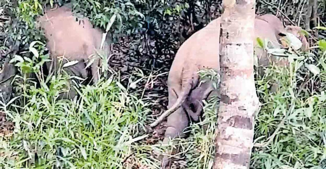 വിതുര മാങ്കാലയ്ക്കു സമീപം കാലിൽ പരുക്കേറ്റ നിലയിൽ കണ്ട കാട്ടാന(ഇടത്). ഒപ്പം കൂടിയ മറ്റൊരു കാട്ടാന സമീപം. 