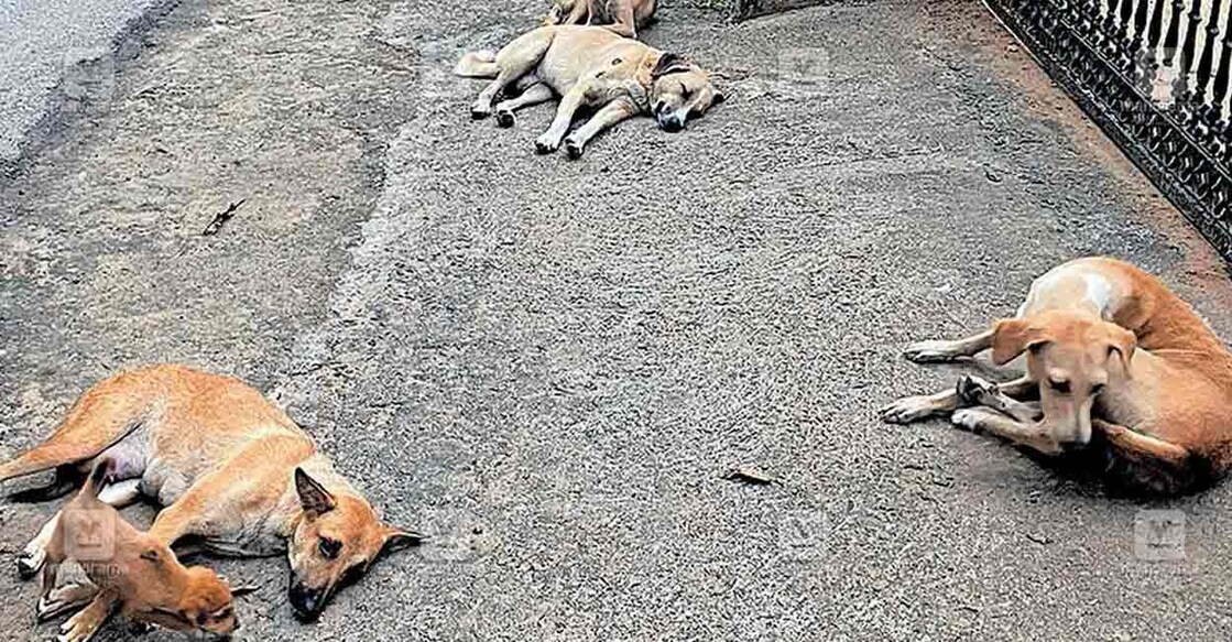 stray-dog stray-dog