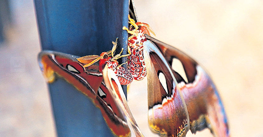Thanthirimalaya Insect കൗതുകമായി നാഗശലഭങ്ങൾ