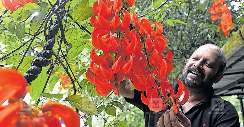 വീട്ടുമുറ്റത്ത് വിരിഞ്ഞ ജേഡ് വൈൻ മെക്സിക്കൻ പൂവിനൊപ്പം മന്ത്രി വി.എസ്.സുനിൽകുമാർ. ചിത്രം:മനോരമ വീട്ടുമുറ്റത്ത് വിരിഞ്ഞ ജേഡ് വൈൻ മെക്സിക്കൻ പൂവിനൊപ്പം മന്ത്രി വി.എസ്.സുനിൽകുമാർ. ചിത്രം:മനോരമ