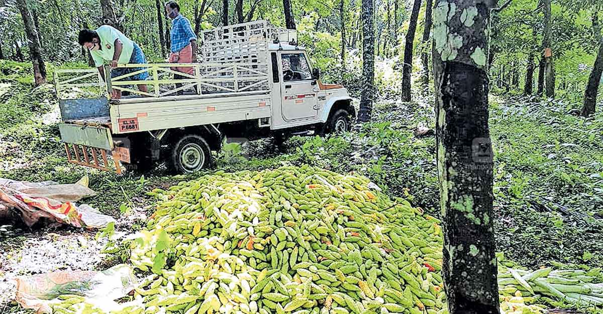 പാവയ്ക്കയും പടവലവും കർഷകർ കാട്ടിൽ തള്ളി; കളഞ്ഞത് 2 ടണ്ണിലേറെ പച്ചക്കറികൾ