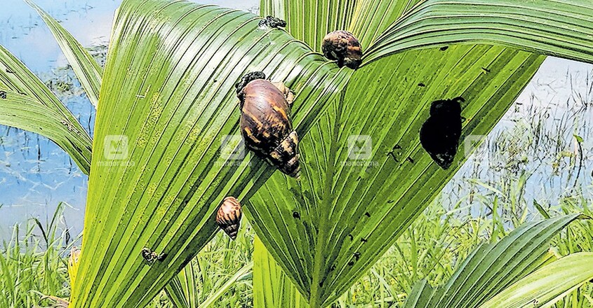 അന്നമനട കുമ്പിടിയിൽ കണ്ടെത്തിയ ആഫ്രിക്കൻ ഒച്ചുകൾ. അന്നമനട കുമ്പിടിയിൽ കണ്ടെത്തിയ ആഫ്രിക്കൻ ഒച്ചുകൾ.