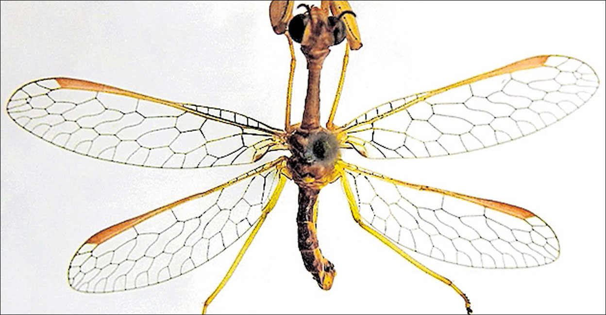 Alikarkar Insect കണ്ടെത്തി; അപൂർവ ഇനം തൊഴുകയ്യൻ വലച്ചിറകനെ