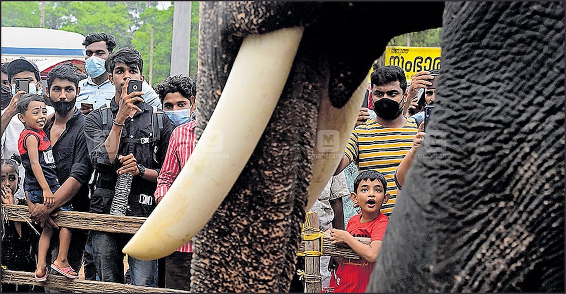 thrissur-pooram-elephant-show-sub thrissur-pooram-elephant-show-sub