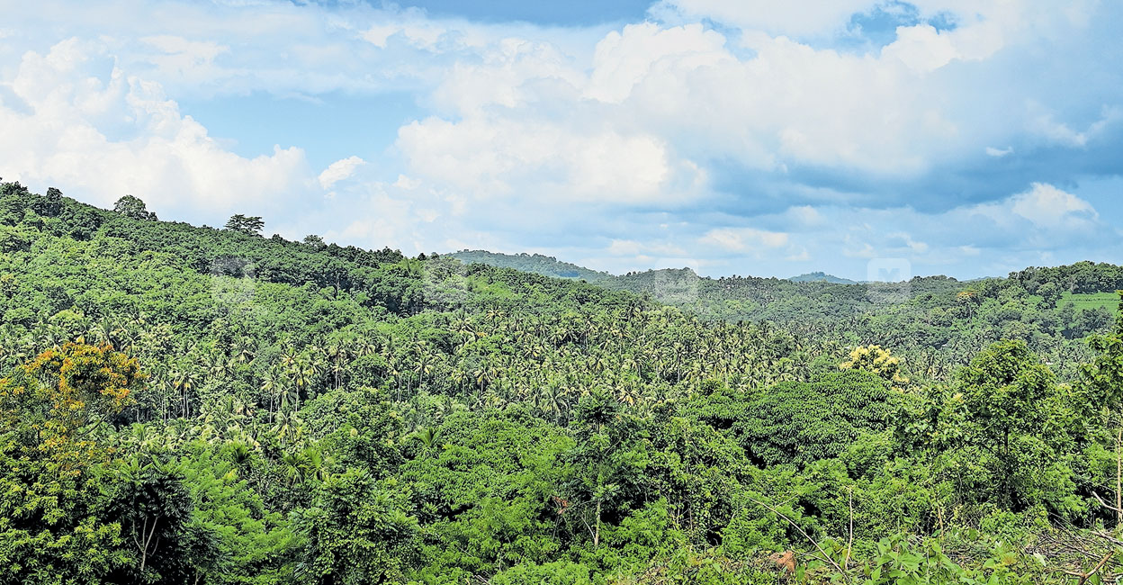 ബഫർസോൺ എങ്ങനെ ബാധിക്കും? പാരിസ്ഥിതിക അനുമതി വേണ്ടിവരുന്നത് എന്തിനെല്ലാം