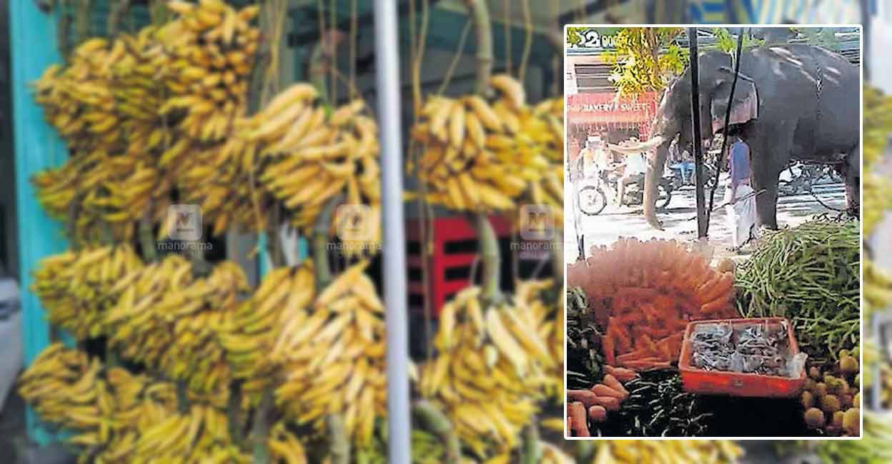 കൊമ്പൻ 20 മിനിറ്റോളം ഒരേ നിൽപ്പായിരുന്നു, കൂടിനിന്നവർ പരിഭ്രാന്തിയിലായി