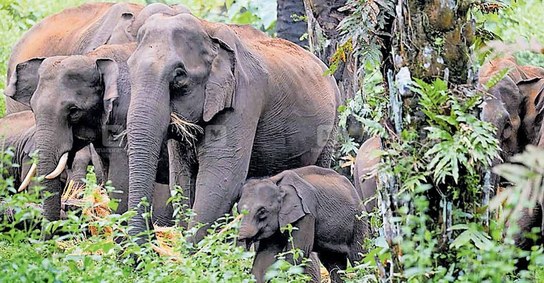 തുമ്പിക്കൈ ഇല്ലാത്ത കുട്ടിയാന അടക്കമുള്ള സംഘം വീണ്ടും പ്ലാന്റേഷൻ എണ്ണപ്പനത്തോട്ടത്തിൽ എത്തിയപ്പോൾ.