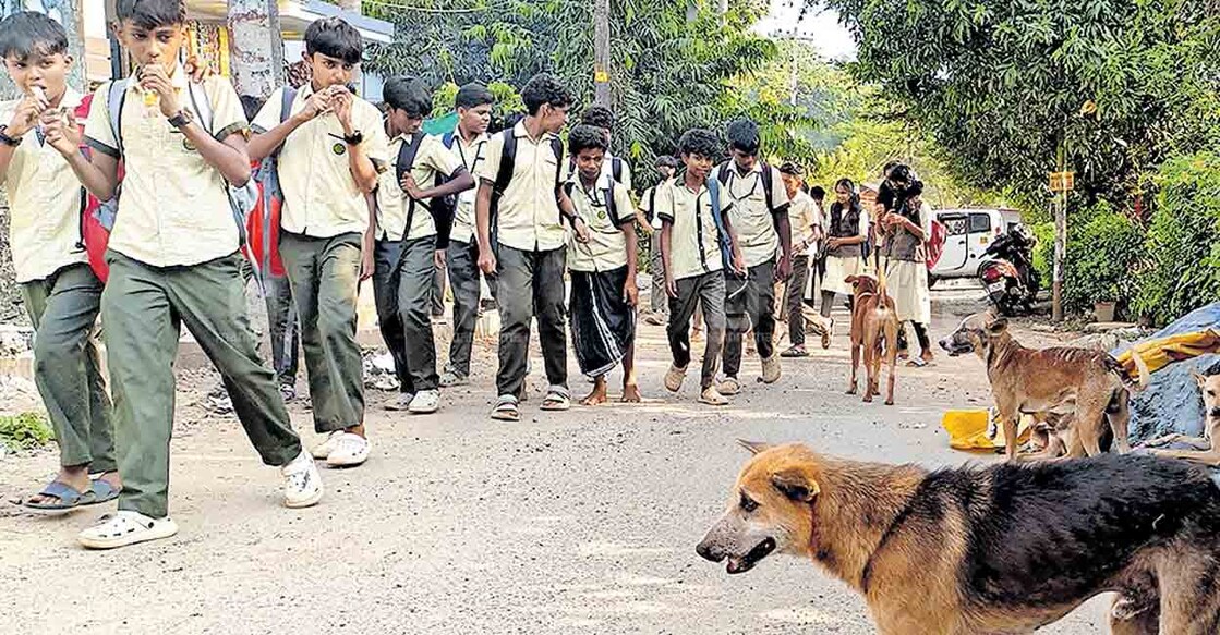 thrissur-stray-dog പഴയന്നൂർ ഗവ ഹയർ സെക്കൻഡറി സ്കൂൾ വിട്ടു വരുന്ന വിദ്യാർഥികൾക്കു ഭീഷണിയായി വഴിയിൽ തമ്പടിച്ച നായ്ക്കൾ