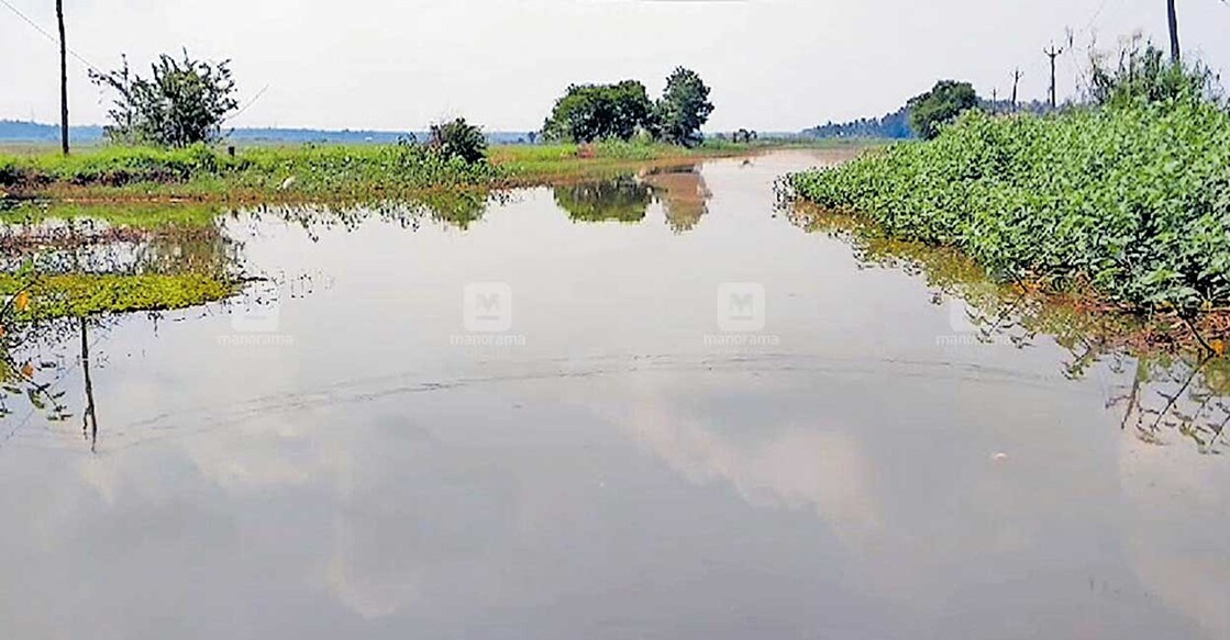 കനത്ത മഴയും കോൾപടവുകളിലെ പമ്പിങ്ങും മൂലം നിറഞ്ഞ നൂറാടിതോട്. 