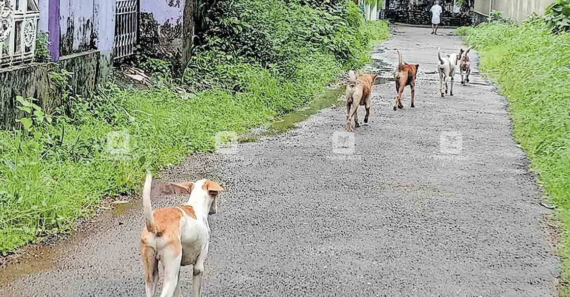 thrissur-stray-dogs