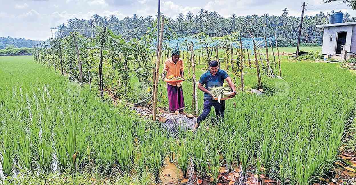 സമ്മിശ്ര കൃഷിയിൽ വിളപ്പൊലിമ; ഹൈദരലിക്ക് ഇരട്ടിമധുരം