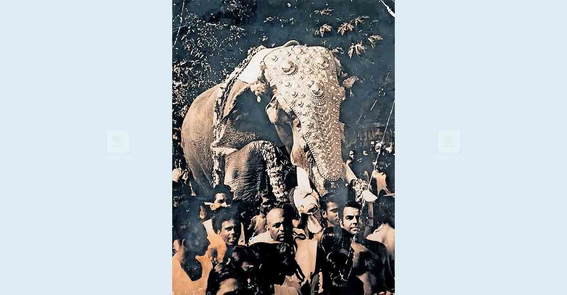 thrissur-A-picture-of-Guruvayoor-Keshavan-being-raised-to-give-him-the-title-of-Gajaraja ഗജരാജ പട്ടം നൽകുന്നതിനായി ഗുരുവായൂർ കേശവനെ എഴുന്നളളിച്ച ചിത്രം( ഗുരുവായൂർ ദേവസ്വം മുൻ മാനേജർ ആർ.പരമേശ്വരന്റെ ശേഖരത്തിൽ നിന്നു)