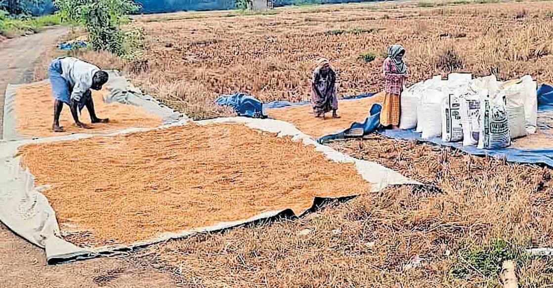 പൊറവൂർ പാടശേഖരത്തിൽ സൂക്ഷിച്ചിരുന്ന നെല്ല് മഴ പെയ്തതോടെ സുരക്ഷിത സ്ഥലത്തേക്കു മാറ്റാനുള്ള ശ്രമത്തിൽ.  