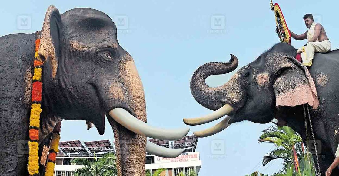 ഗജരാജൻ ഗുരുവായൂർ കേശവൻ അനുസ്മരണത്തിന്റെ ഭാഗമായി കെ‍ാമ്പൻ ഇന്ദ്രസെൻ ഗുരുവായൂർ കേശവന്റെ പ്രതിമയിൽ പ്രണാമം അർപ്പിക്കുന്നു.  ചിത്രം: ഉണ്ണി കോട്ടക്കൽ/മനോരമ.