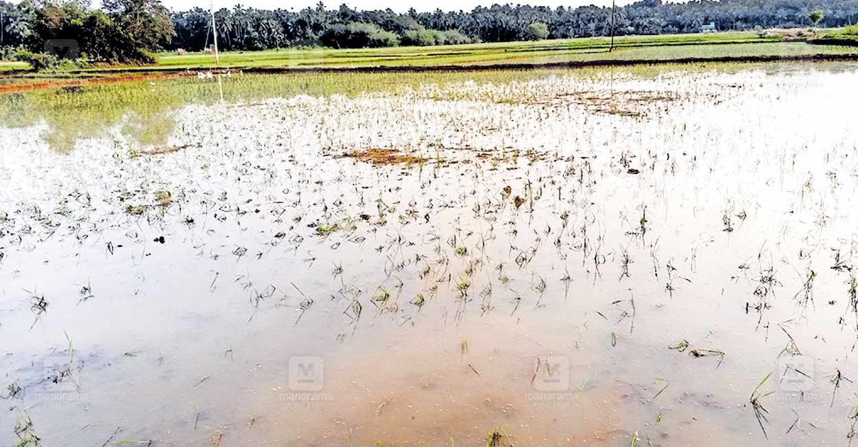 മഴ മാറിയിട്ടും വെള്ളം ഒഴിയാതെ പാടങ്ങൾ | Kerala floods | waterlogging ...