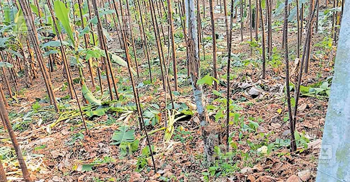 വെട്ടിക്കുഴിയിൽ കാട്ടാന കയറി കാട്ടുവേപ്പ് തോട്ടത്തിലെ ഇടവിള കൃഷിയായ വാഴകൾ നശിപ്പിച്ചപ്പോൾ  
