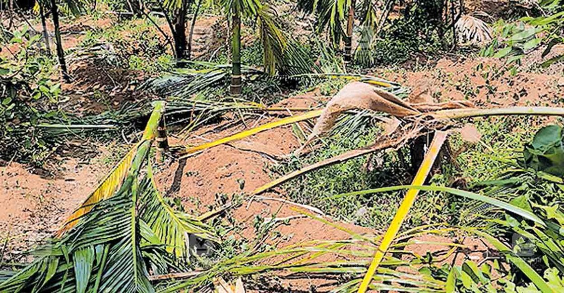 thirssur-athirappally-wild-elephant-attack പിള്ളപ്പാറയിൽ ചെറിയചാണശേരി രാധാകൃഷ്ണന്റെ കാട്ടാന നശിപ്പിച്ച കൃഷിയിടം.