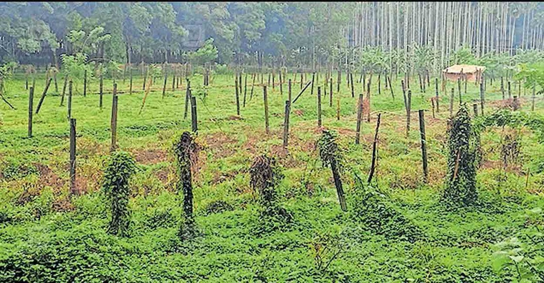 എളനാട് മേഖലയിൽ പച്ചക്കറി കൃഷി നടത്തിയിരുന്ന സ്ഥലങ്ങളിലൊന്ന്. ഇത്തവണ വിത്തിട്ടെങ്കിലും മയിലുകൾ ചിക്കി നാശമായതിനാൽ ഉപേക്ഷിക്കുകയായിരുന്നു. 